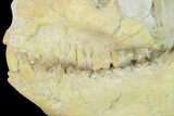 Fossil Oreodont (Merycoidodon) Skull - Wyoming #134347-4
